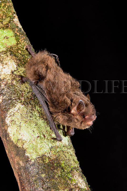 Esatern Forest Bat (Vespadelus pumilus)