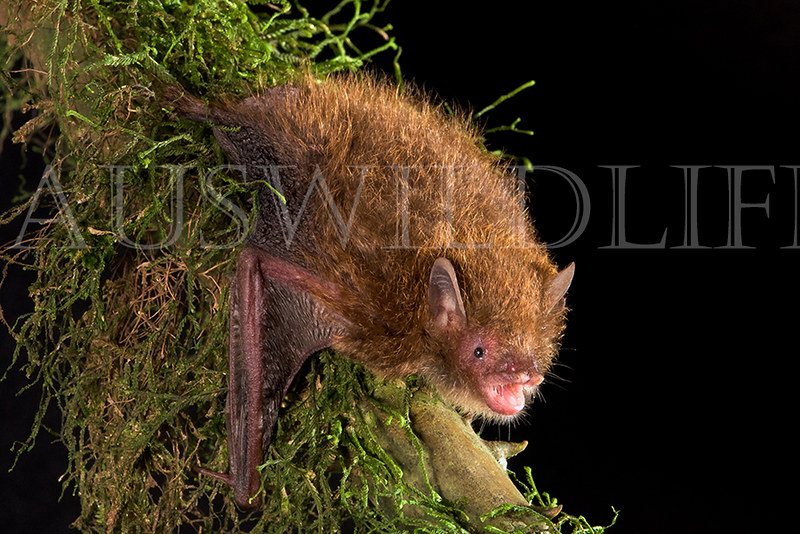 Tube-nosed Bat, Murina florium