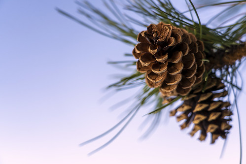 ponderosa pine cone close desktop background sony nature