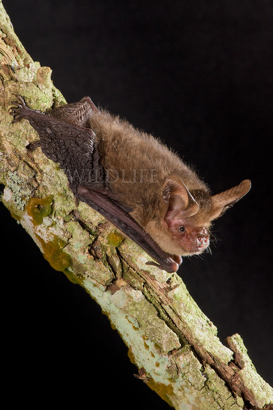 Eastern Long-eared Bat, Nyctophilus bifax