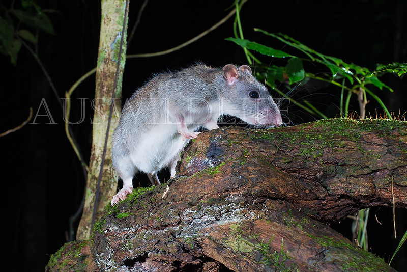 White-tailed Rat (Uromys caudimaculatus)