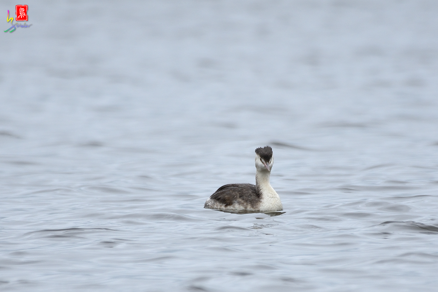 Crested_Grebe_2517
