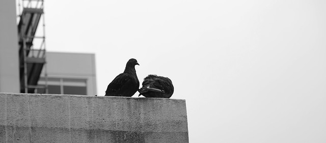 City pigeons
