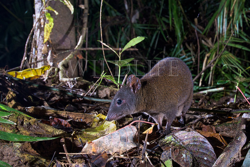 Musky Rat Kangaroo (Hypsiprymnodon moschatus)