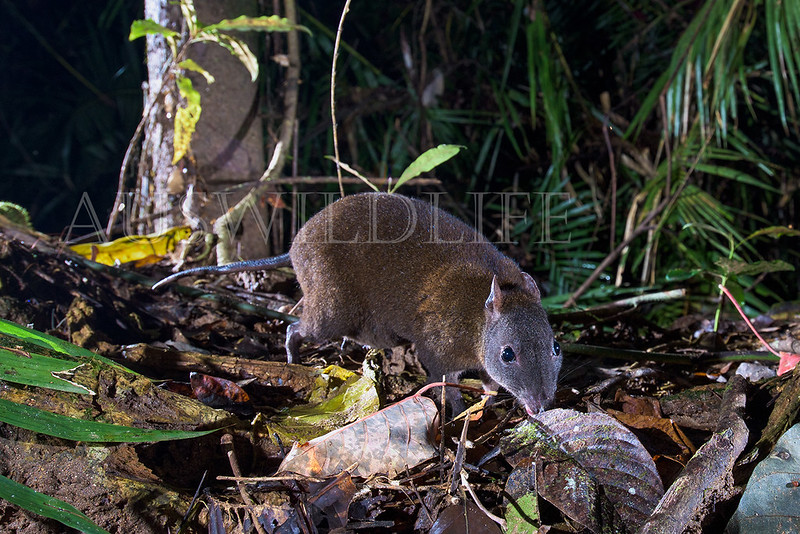 Musky Rat Kangaroo (Hypsiprymnodon moschatus)