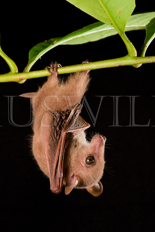 Esatern Blossom Bat (Syconycteris australis)