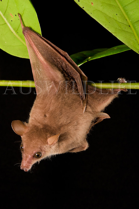 Eastern Blossom Bat, Syconycteris australis