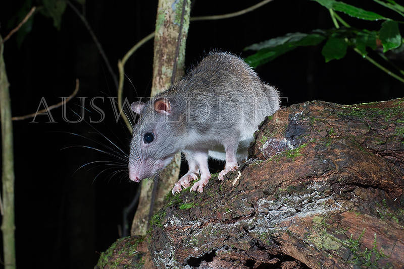 White-tailed Rat (Uromys caudimaculatus)