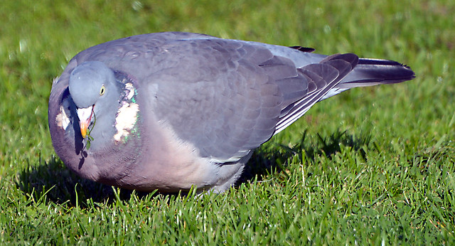 Wood Pigeon eating Clover Oct 19 (37)