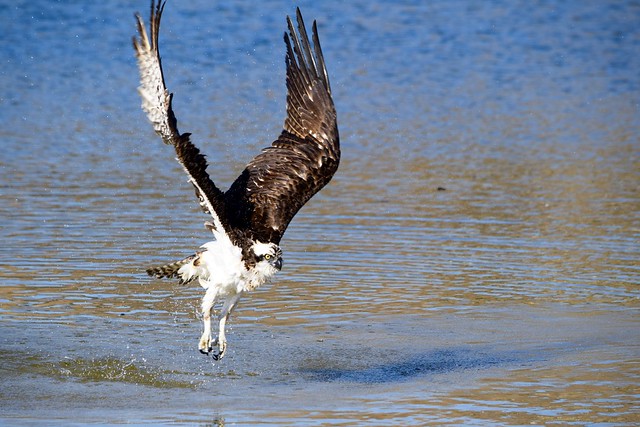 Osprey takes flight after bathing