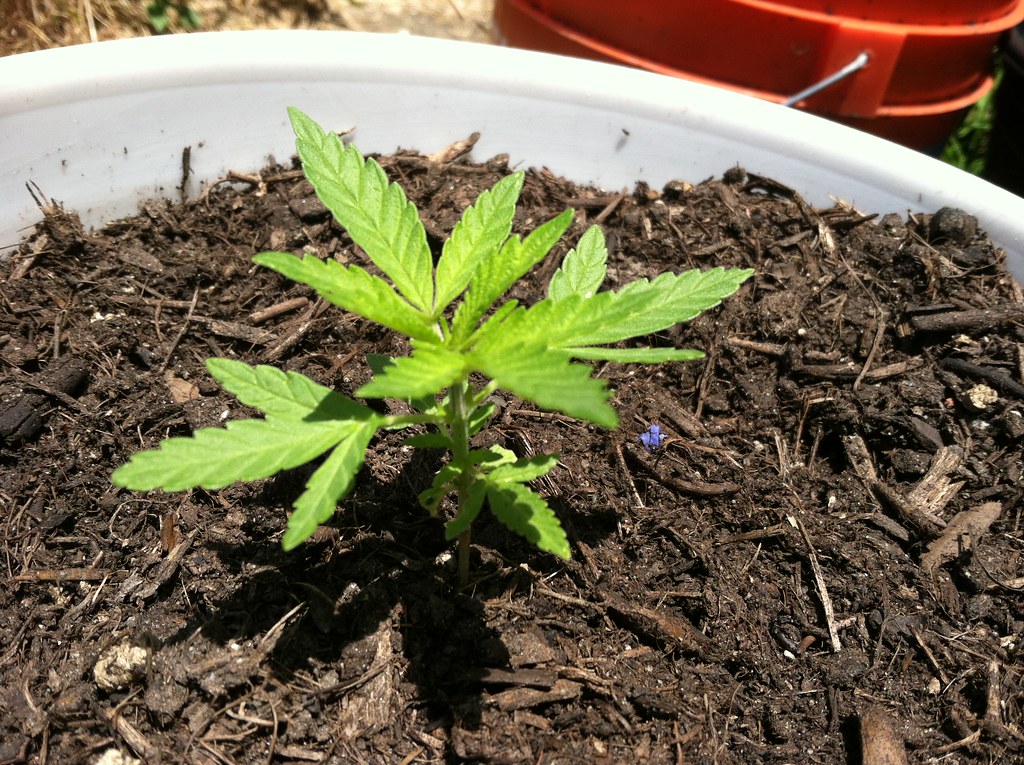 Marijuana Seedling