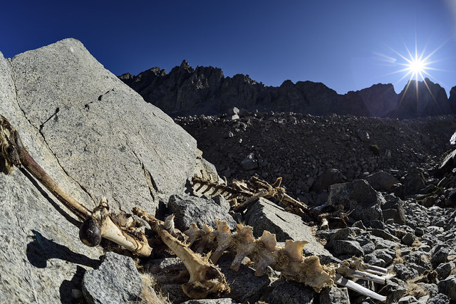Mule deer bones on the trail north of Bishop Pass