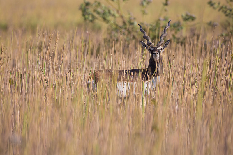 Black Buck, Antilope cervicapra