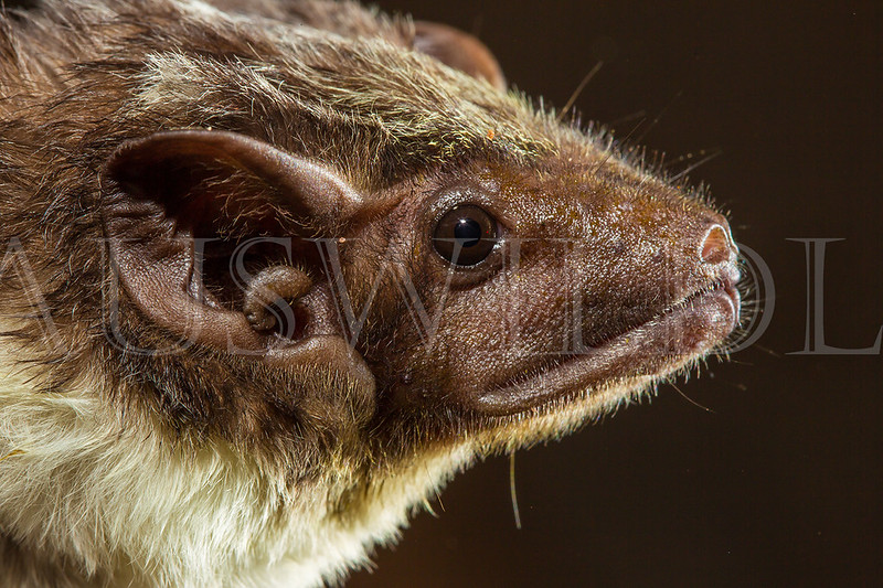 Bare-rumped Sheathtail Bat (Saccolaimus saccolaimus)