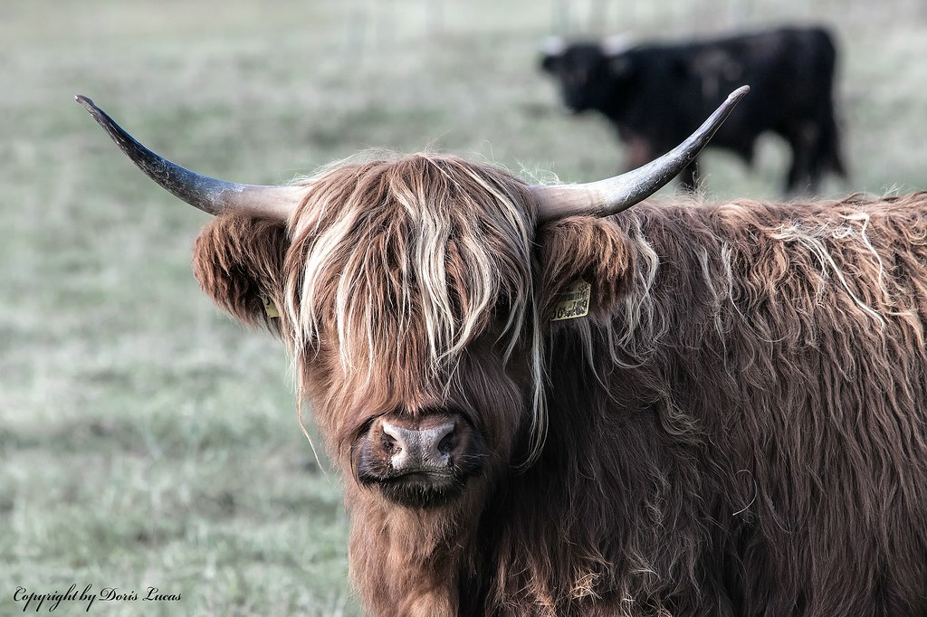 Highland Cattle -  Schottisches Hochlandrind