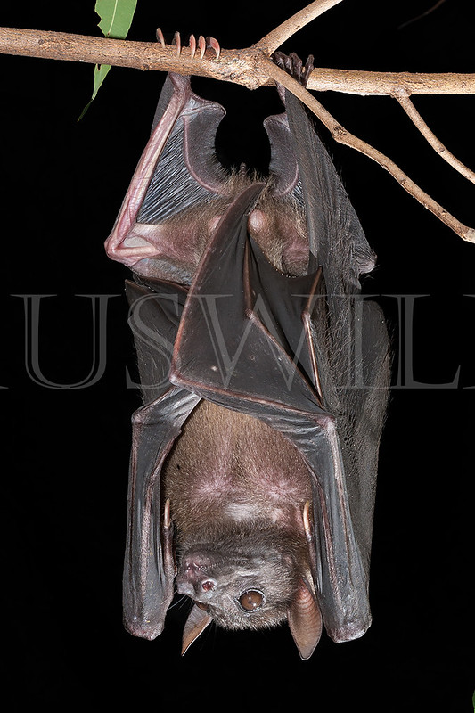 Bare-backed Fruit Bat (Dobsonia magna )