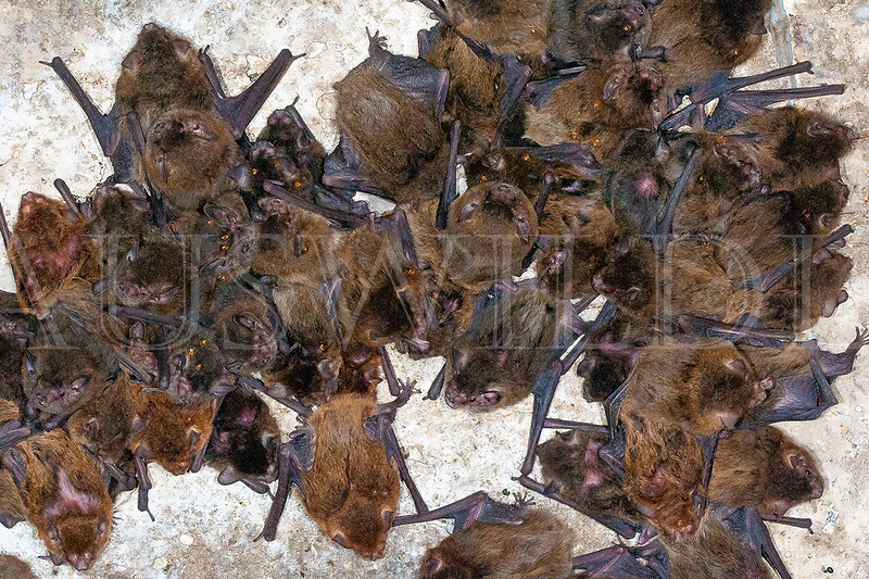 Eastern Cave Bat (Vespadelus troughtoni)