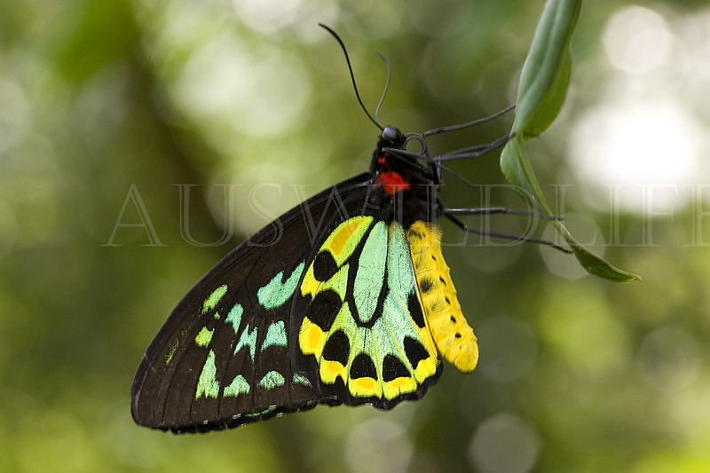 Cairns Birdwing Butterfly, Ornithoptera priamus, Australia