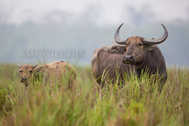 Water Buffalo, Bubalus bubalus