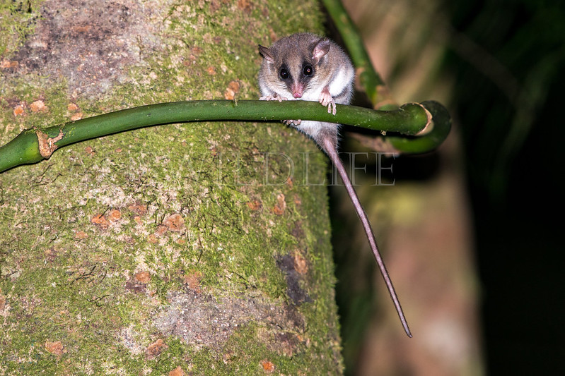 Long-tailed Pygmy Possum (Cercartetus caudatus)