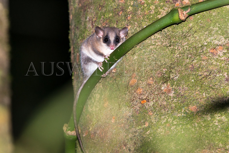 Long-tailed Pygmy Possum (Cercartetus caudatus)
