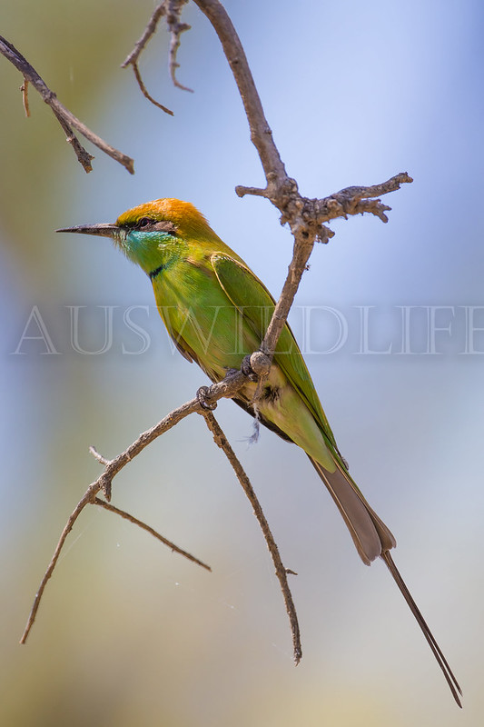Green Bee-eater, Merops orientalis ferrugeiceps