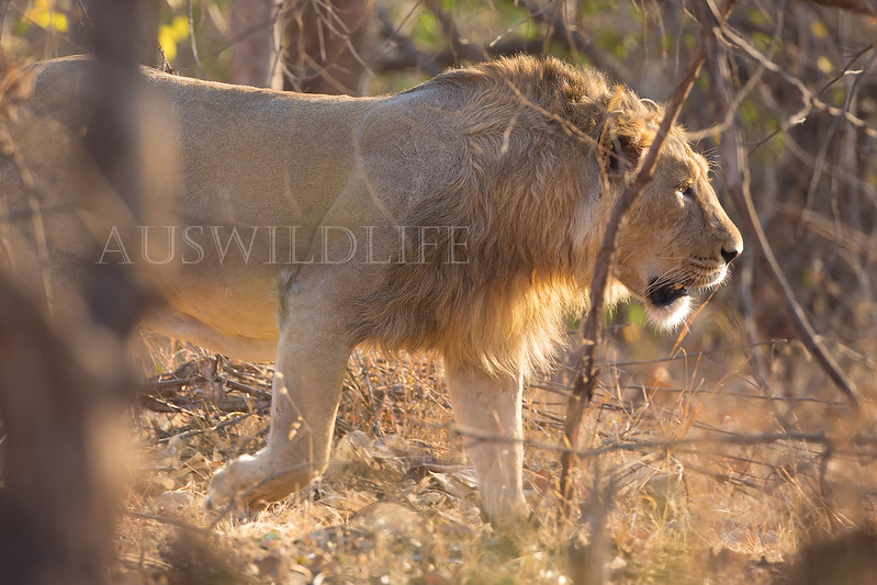 Asiatic Lion , Panthera leo persica