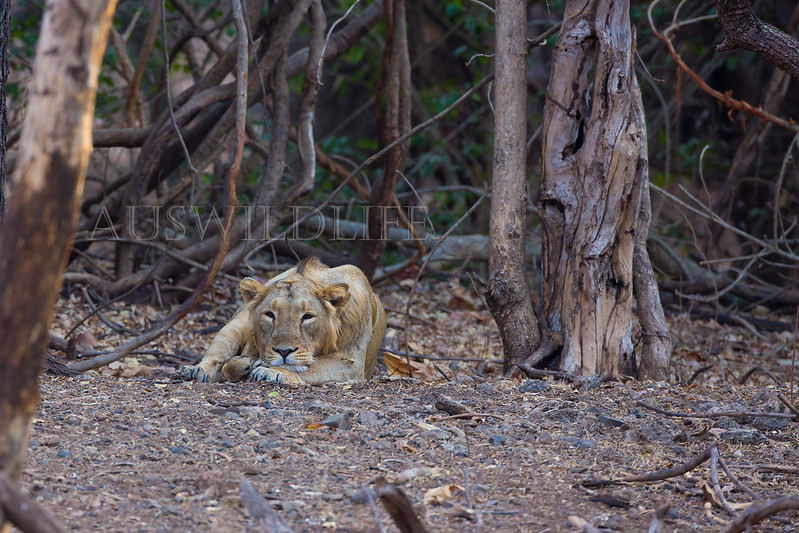 Asiatic Lion , Panthera leo asiaticus