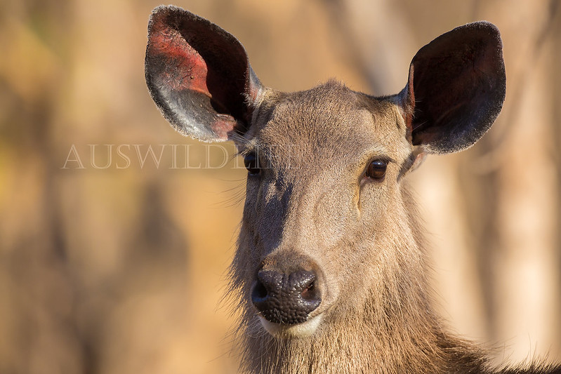 Sambar Deer, Cervus unicolor