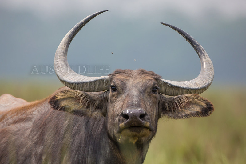Water Buffalo, Bubalus bubalus