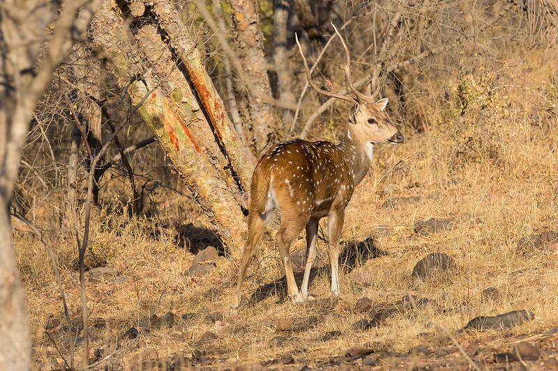 Chital , Axis axis