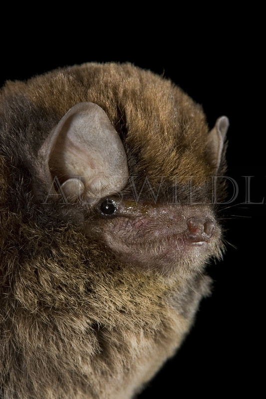 Common Bent-wing Bat , Australia