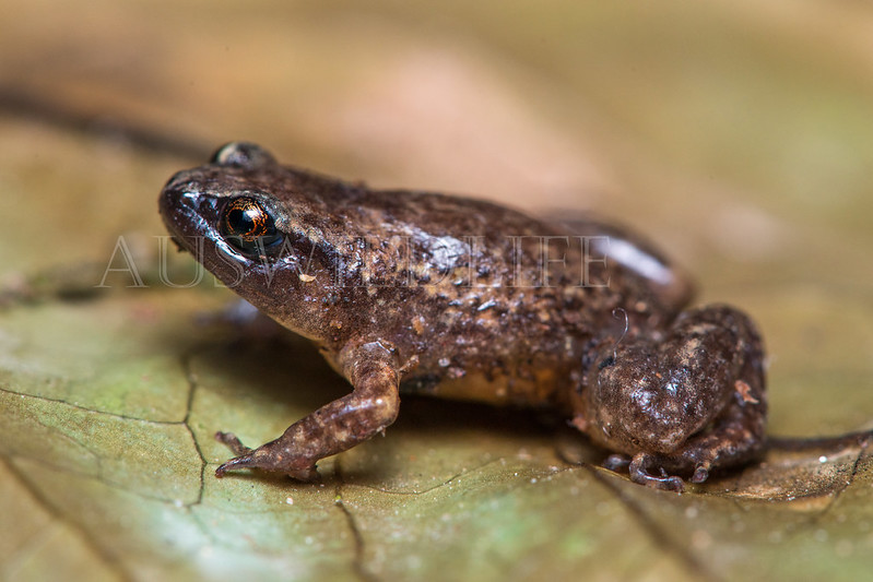 Robust Whistling Frog  (Austrochaperina robusta)