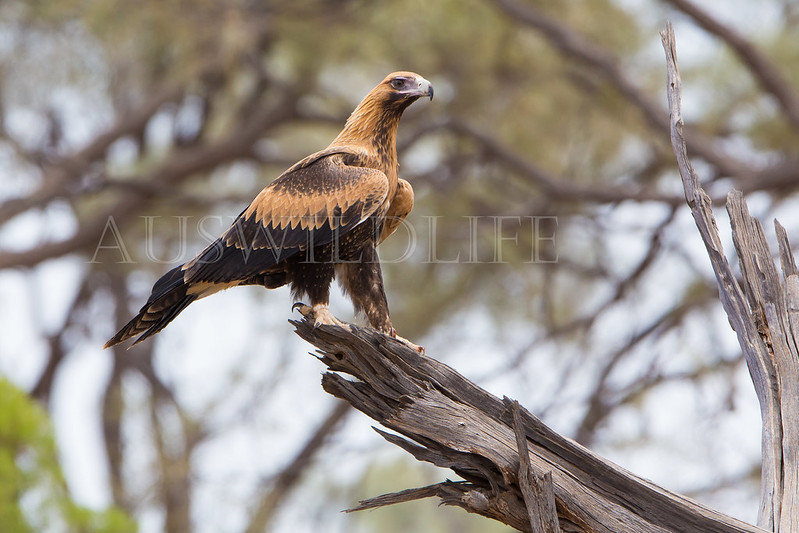 Wedge-tailed Eagle, Aquila audax