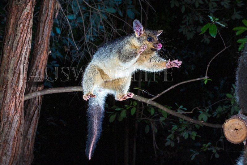 Common Brushtail Possum  (Trichosurus vulpecula)