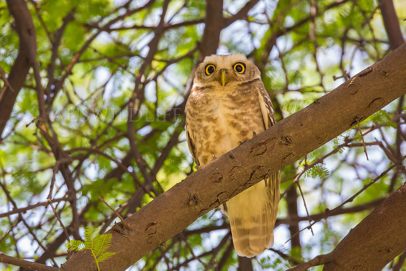 Spotted Owlet, Athene brama