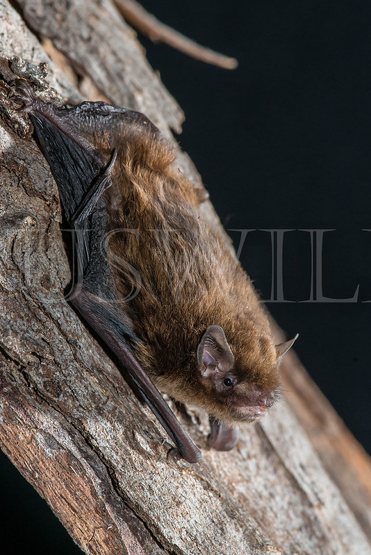 Southern Forest Bat (Vespadelus regulus)