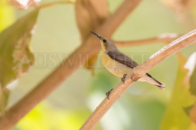 Purple Sunbird, Cinnyris asiaticus