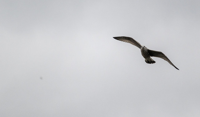 Herring Gull in Flight - Downtown London, England, United Kingdom