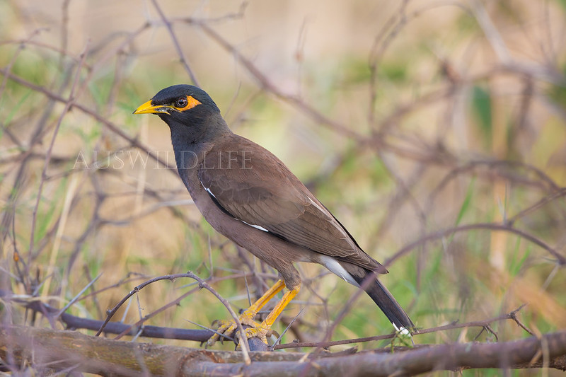 Indian or Common Mynah, Acridotheres tristis