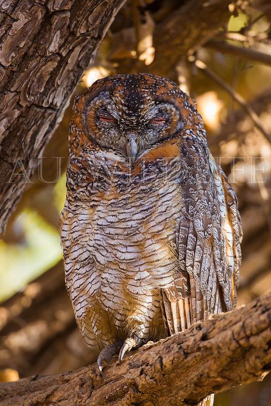 Mottled Wood Owl, Strix ocellata
