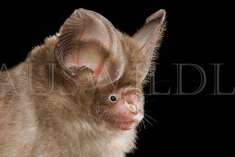 Dusky Leaf-nosed Bat (Hipposideros ater)