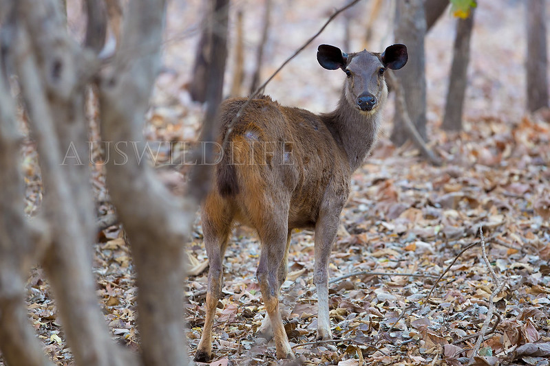 Sambar Deer, Cervus unicolor