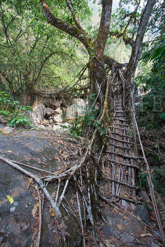 Living Bridges - Meghalaya, Nth Eastern India, Ficus elastica