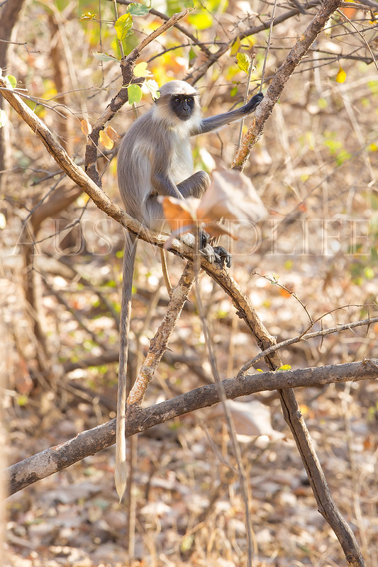 Common Indian Langur, Presbytis entellus