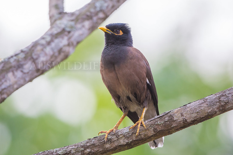 Common or Indian Myna, Acridotheres tristis