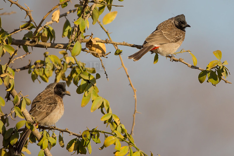 Red-vented Bulbul, Pycnotus cafer