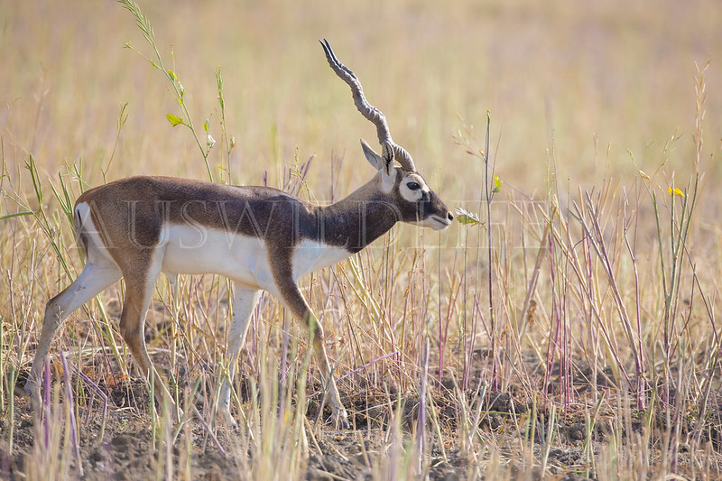 Black Buck , Antilope cervicapra