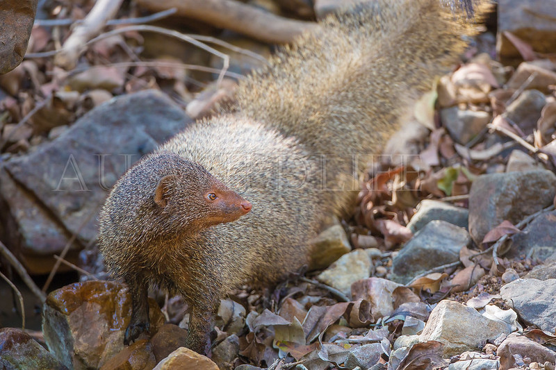 Common Mongoose, Herpestes edwardsi