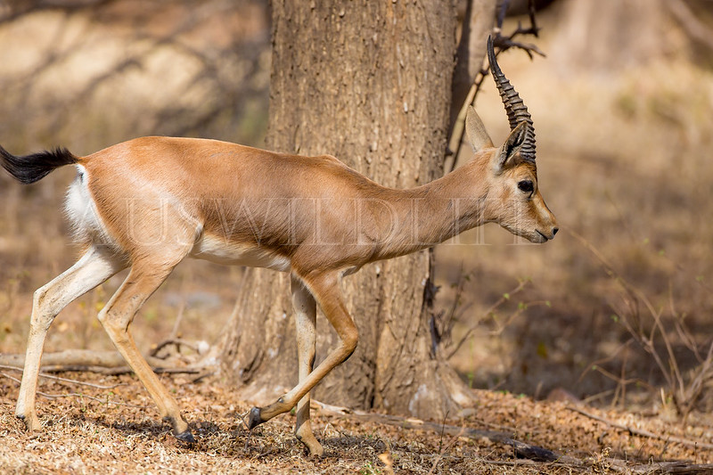Indian Gazelle, Chinkara, Gazella gazella